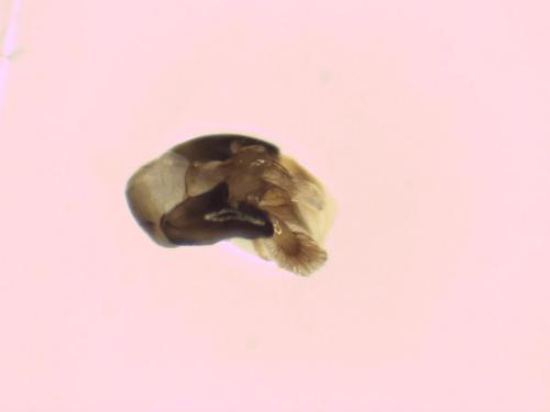 Nomada sp.